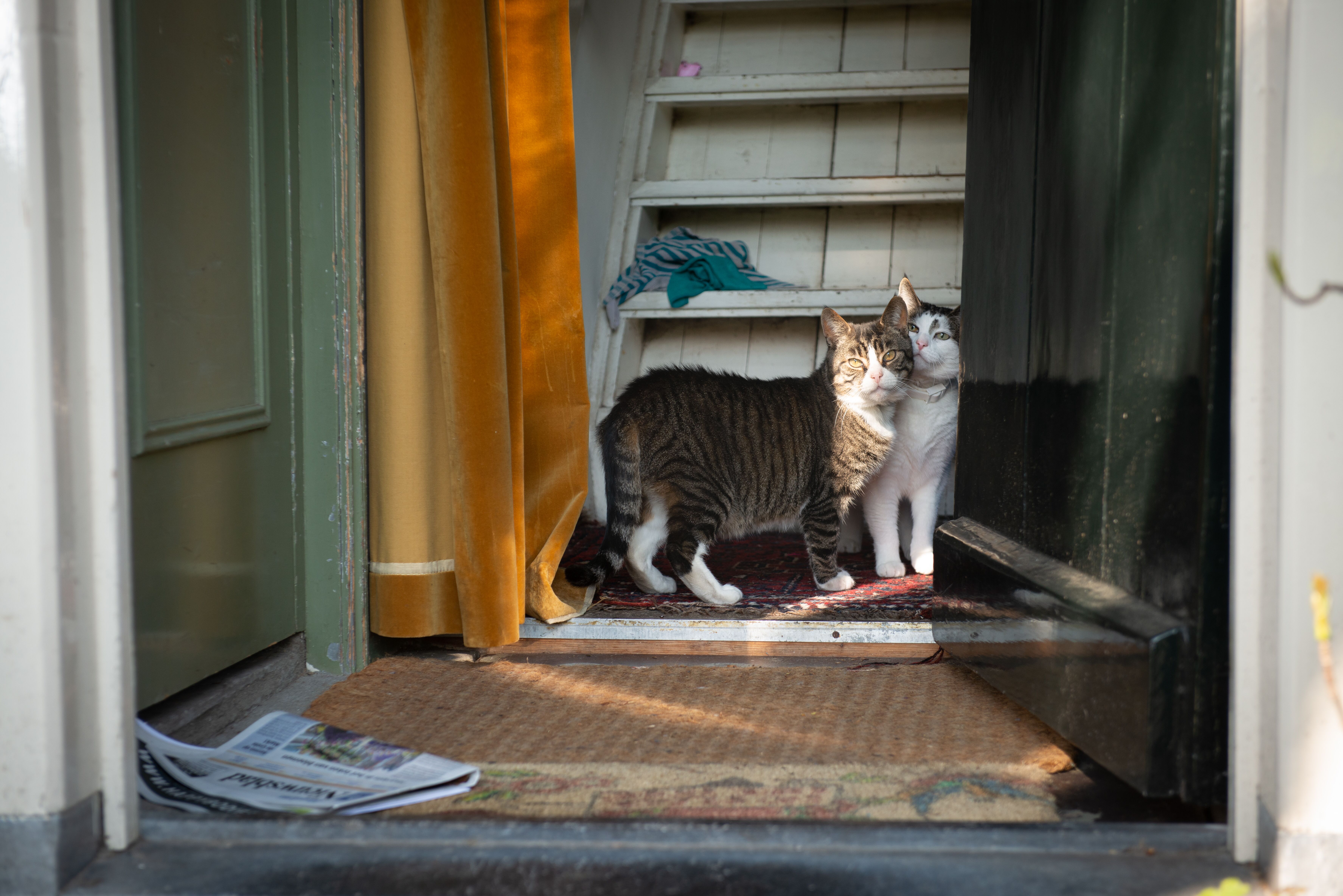 HaarlemPas helps with pet costs