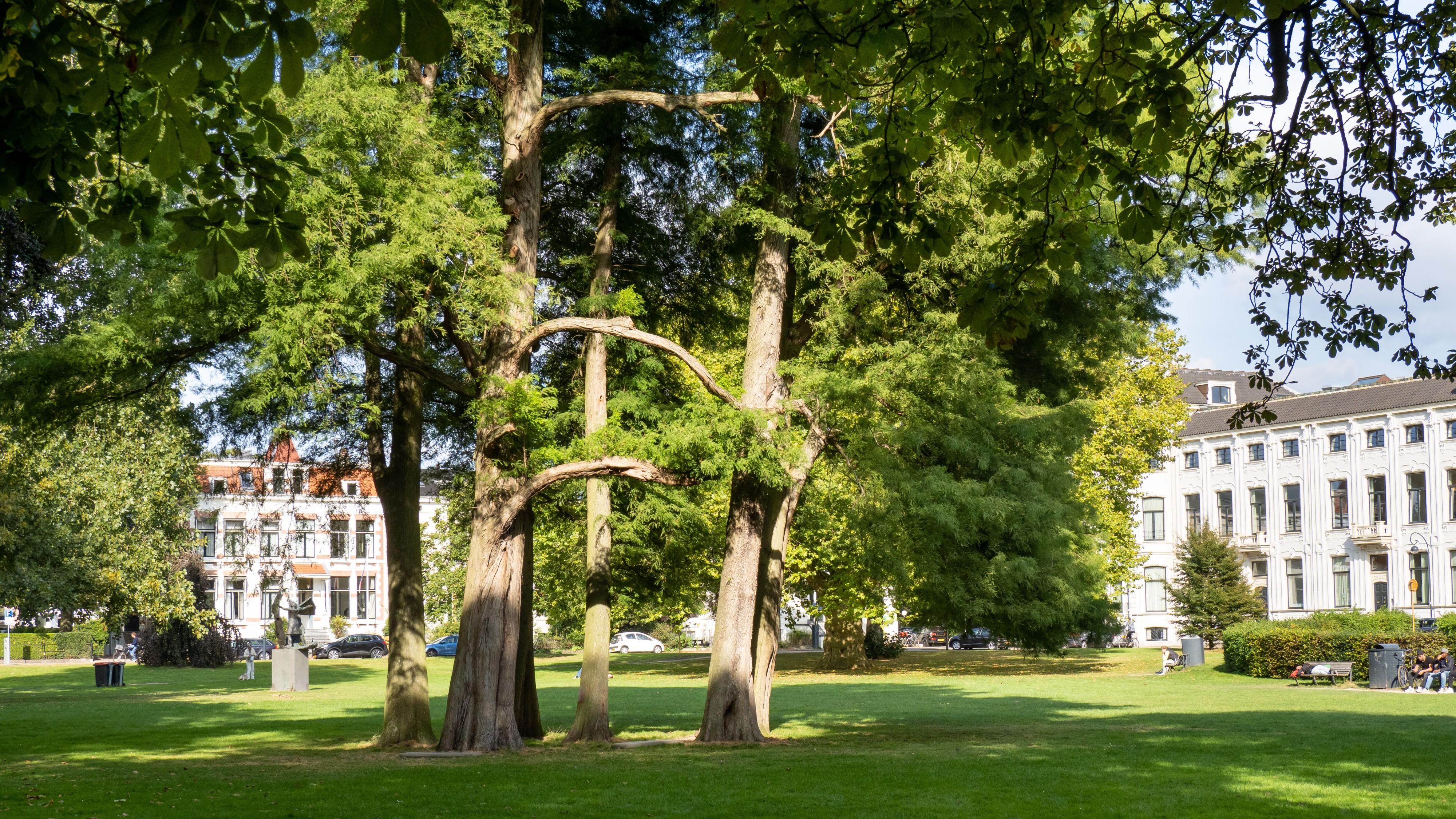 Join the conversation about trees in Haarlem