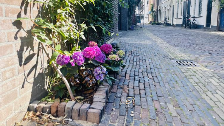Een geveltuintje in het centrum van Haarlem