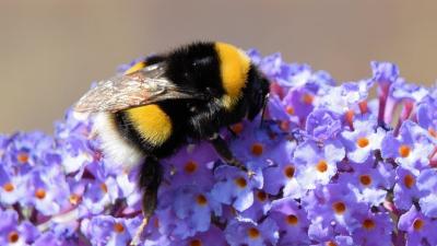 bij op planten