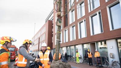 Mannen in oranje hesjes bij een boom in aanplant