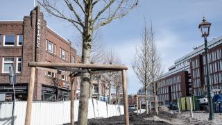 Nieuwe boom op het Houtplein