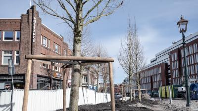 Nieuwe boom op het Houtplein