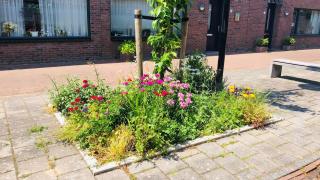 Bloeiende planten in de extra grond rond een jonge boom in de stad