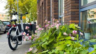 Bloemen en groen in een Haarlemse straat