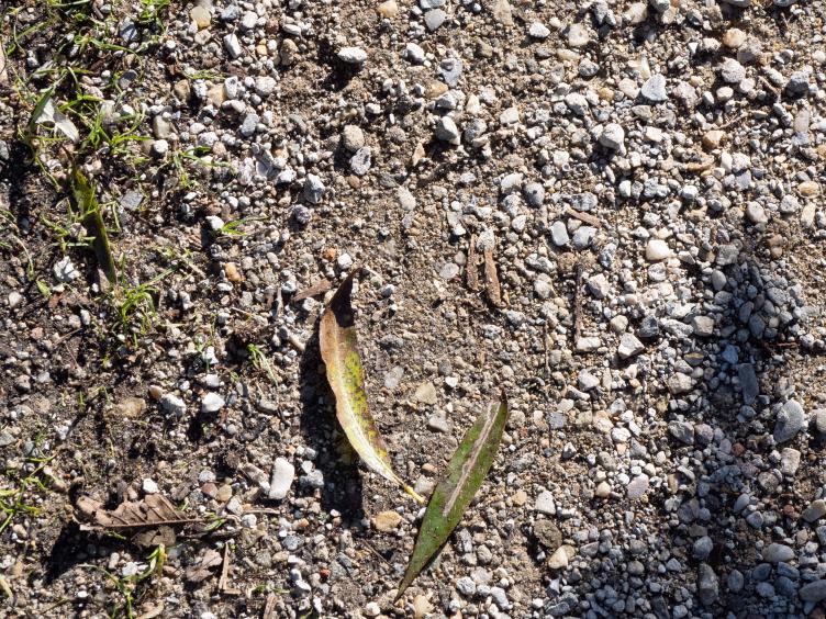 Variant 4 ondergrond Houtmanpad