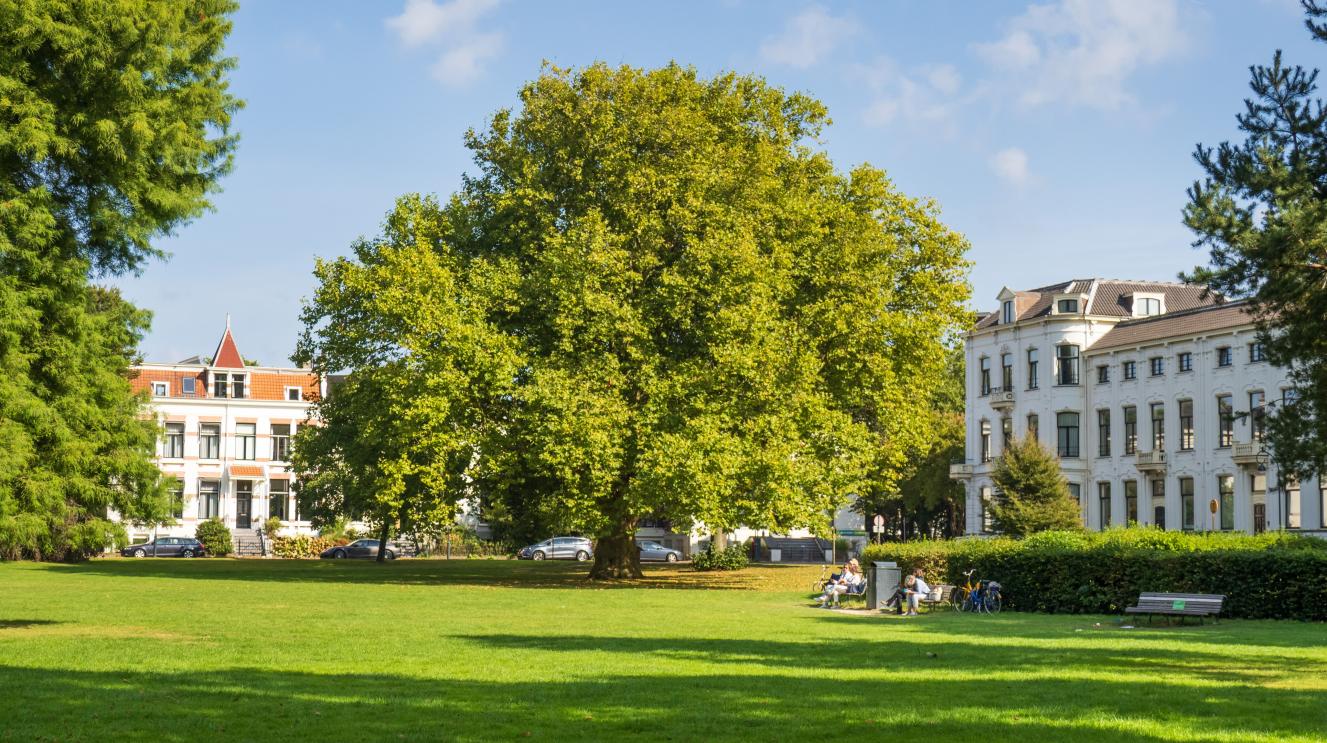 Een grote boom in het Kenaupark met gras op de voorgrond