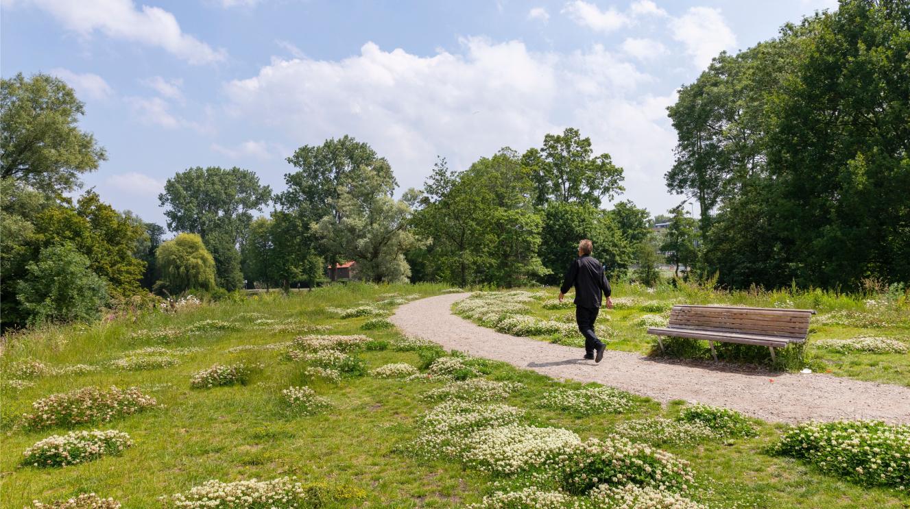 Wandelaar in het schoterbos langs een grasveld