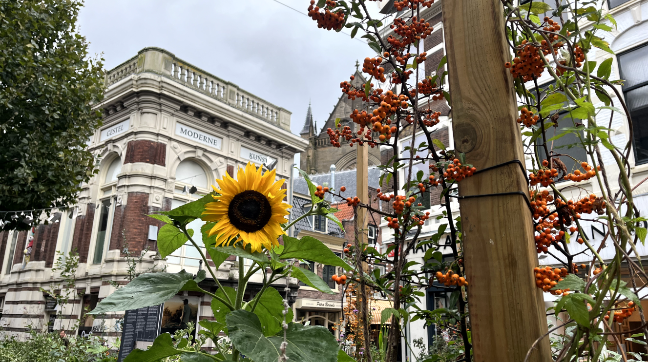 Zomerpleintje t Gat.