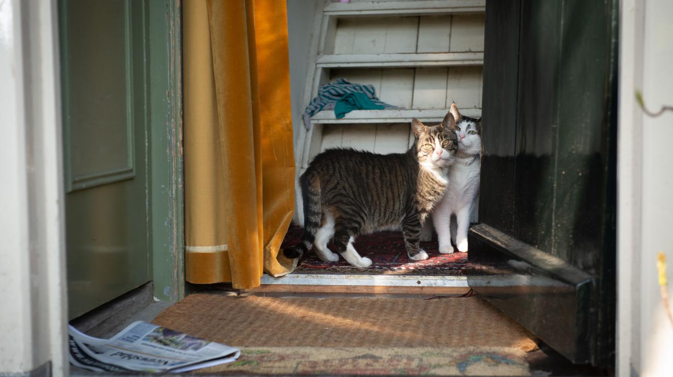 2 katten in een deuropening