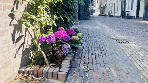 Een geveltuintje in het centrum van Haarlem