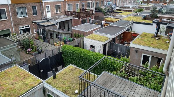Aantal buren leggen groen dak aan. Foto door Martijn Legemate Schuren met groene daken.