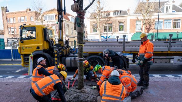 Mannen planten boom op Houtplein.