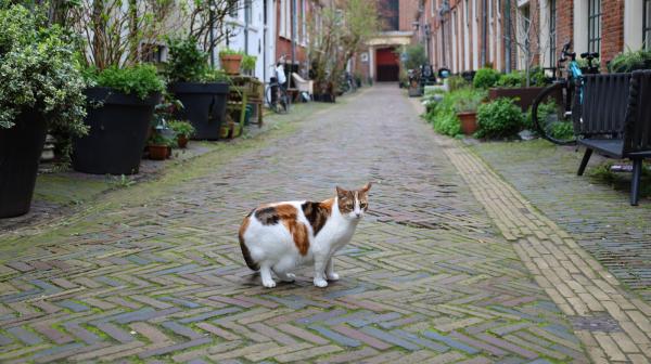 Kat in de Kerkstraat