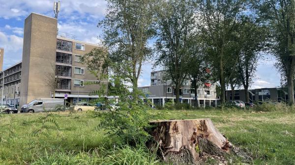 Omgekapte bomen op de Frankrijklaan